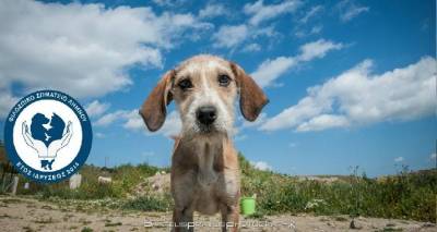 &Alpha;&rho;&chi;&alpha;&iota;&rho;&epsilon;&sigma;ί&epsilon;&sigmaf; &gamma;&iota;&alpha; &tau;&omicron; &Phi;&iota;&lambda;&omicron;&zeta;&omega;&iota;&kappa;ό &Sigma;&omega;&mu;&alpha;&tau;&epsilon;ί&omicron; &Lambda;ή&mu;&nu;&omicron;&upsilon;