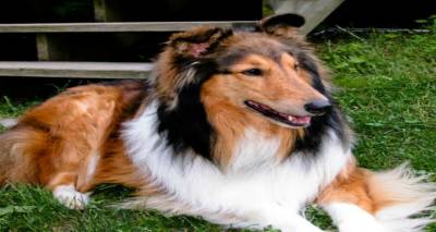 Χάθηκε σκυλί Κόλλεϊ στη στροφή «πέταλο» | Μπορείτε να βοηθήσετε;