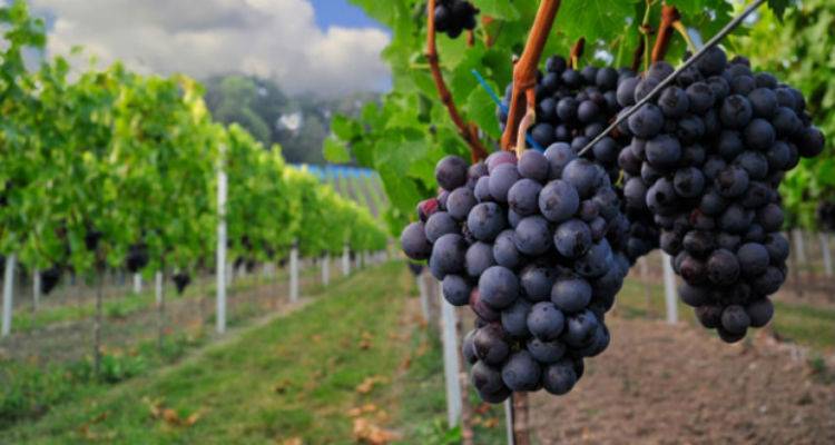 Πρόεδρος ΕΑΣ Λήμνου: «Συνεχώς γινόμαστε δέκτες παραπόνων από παραγωγούς για το θέμα της εξισωτικής»