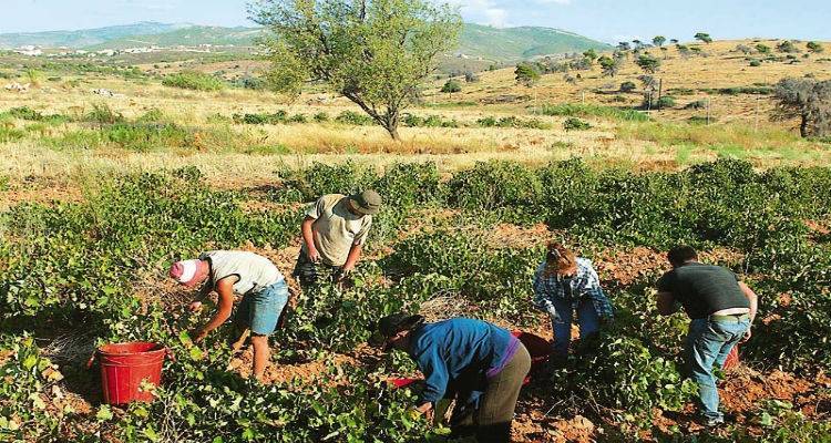 &Xi;&epsilon;&kappa;&iota;&nu;ά&epsilon;&iota; &omicron; &tau;&rho;&upsilon;&gamma;&eta;&tau;ό&sigmaf; &sigma;&tau;&eta; &Lambda;ή&mu;&nu;&omicron;