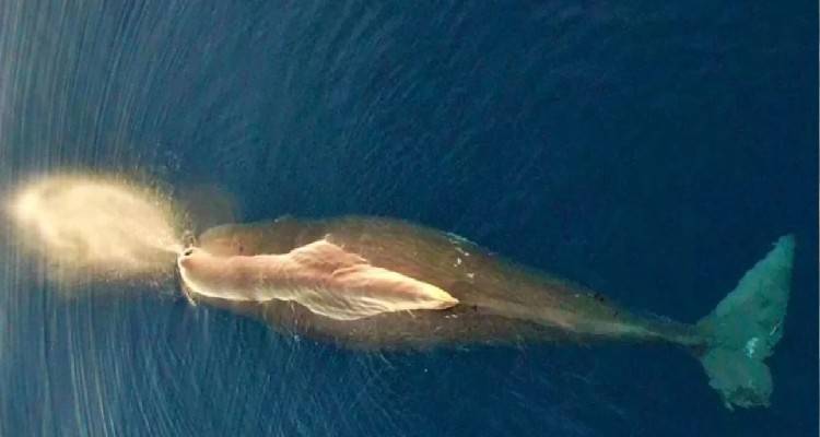 &Phi;ά&lambda;&alpha;&iota;&nu;&alpha; &phi;&upsilon;&sigma;&eta;&tau;ή&rho;&alpha;&sigmaf; &epsilon;&nu;&tau;&omicron;&pi;ί&sigma;&tau;&eta;&kappa;&epsilon; &sigma;&tau;&omicron; &Beta;&omicron;&rho;&epsilon;&iota;&omicron;&alpha;&nu;&alpha;&tau;&omicron;&lambda;&iota;&kappa;ό &Alpha;&iota;&gamma;&alpha;ί&omicron;