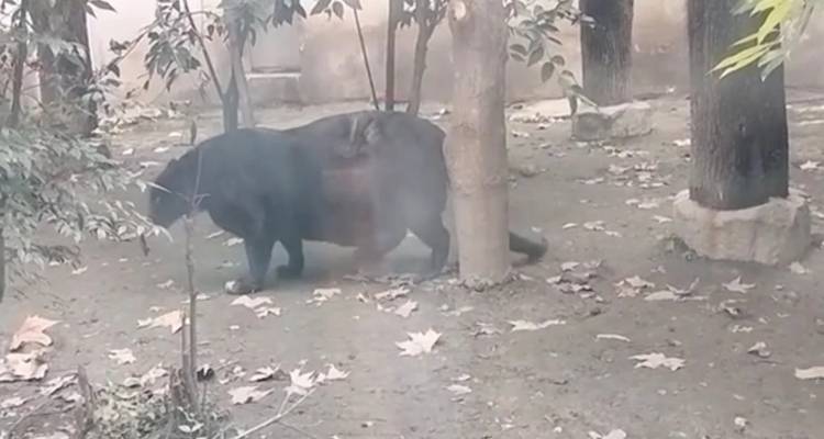 Υπέρβαρος μαύρος πάνθηρας σε ζωολογικό κήπο της Κίνας -Τον γύρο του διαδικτύου κάνει το βίντεο