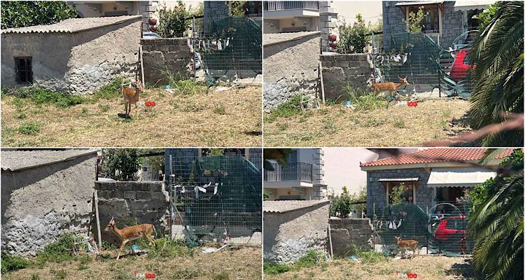 &Epsilon;&gamma;&kappa;&lambda;&omega;&beta;&iota;&sigma;&mu;έ&nu;&omicron; &epsilon;&lambda;ά&phi;&iota; &sigma;&epsilon; &sigma;&upsilon;&rho;&mu;&alpha;&tau;&omicron;&pi;&lambda;&epsilon;&gamma;&mu;έ&nu;&omicron; &omicron;&iota;&kappa;ό&pi;&epsilon;&delta;&omicron; &sigma;&tau;&eta; &Mu;ύ&rho;&iota;&nu;&alpha; | Έ&kappa;&kappa;&lambda;&eta;&sigma;&eta; &gamma;&iota;&alpha; ά&mu;&epsilon;&sigma;&eta; &pi;&alpha;&rho;έ&mu;&beta;&alpha;&sigma;&eta;