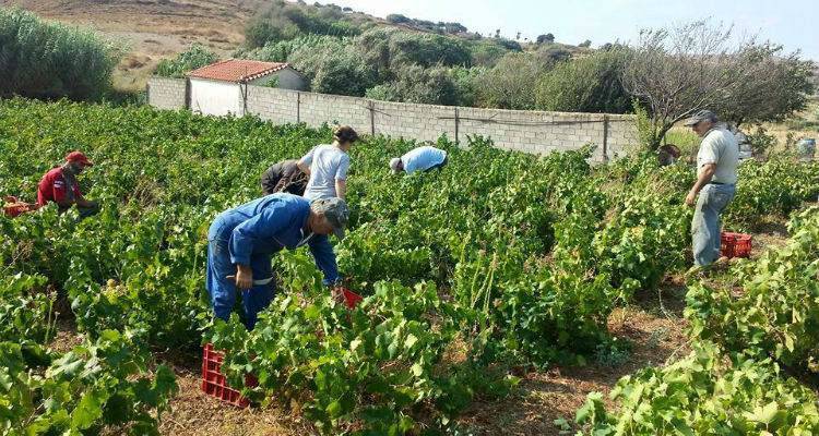 Λιγότερα μεν, ποιοτικά δε τα σταφύλια φέτος στη Λήμνο (mp3)
