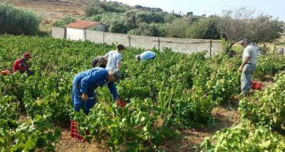 Λιγότερα μεν, ποιοτικά δε τα σταφύλια φέτος στη Λήμνο (mp3)