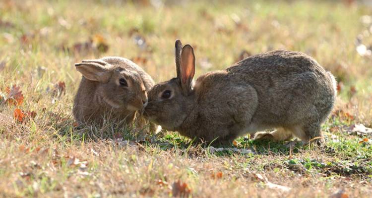 &Lambda;ή&mu;&nu;&omicron;&sigmaf;: &Delta;ή&lambda;&omega;&sigma;&eta; &zeta;&eta;&mu;&iota;ώ&nu; &alpha;&pi;ό ά&gamma;&rho;&iota;&alpha; &kappa;&omicron;&upsilon;&nu;έ&lambda;&iota;&alpha; &sigma;&epsilon; &alpha;&mu;&pi;&epsilon;&lambda;&omicron;&kappa;&alpha;&lambda;&lambda;&iota;έ&rho;&gamma;&epsilon;&iota;&epsilon;&sigmaf;