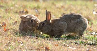 &Lambda;ή&mu;&nu;&omicron;&sigmaf;: &Delta;ή&lambda;&omega;&sigma;&eta; &zeta;&eta;&mu;&iota;ώ&nu; &alpha;&pi;ό ά&gamma;&rho;&iota;&alpha; &kappa;&omicron;&upsilon;&nu;έ&lambda;&iota;&alpha; &sigma;&epsilon; &alpha;&mu;&pi;&epsilon;&lambda;&omicron;&kappa;&alpha;&lambda;&lambda;&iota;έ&rho;&gamma;&epsilon;&iota;&epsilon;&sigmaf;