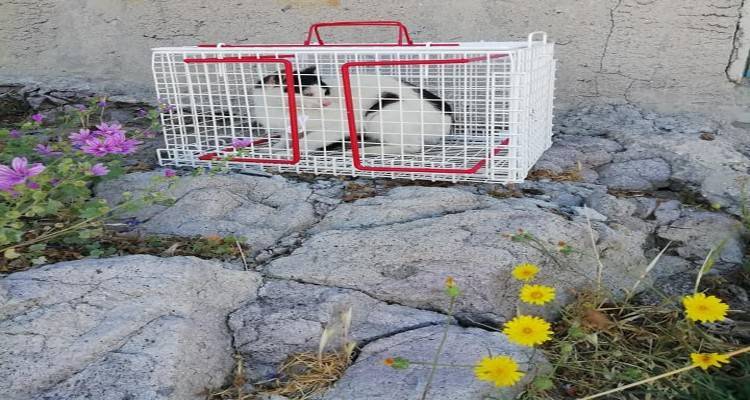 &Lambda;ή&mu;&nu;&omicron;&sigmaf;: &Mu;&alpha;&zeta;&iota;&kappa;έ&sigmaf; &sigma;&tau;&epsilon;&iota;&rho;ώ&sigma;&epsilon;&iota;&sigmaf; &sigma;&epsilon; &alpha;&delta;έ&sigma;&pi;&omicron;&tau;&epsilon;&sigmaf; &gamma;ά&tau;&epsilon;&sigmaf;