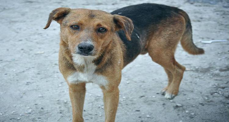 Έ&nu;&tau;&omicron;&nu;&omicron; &pi;&rho;ό&beta;&lambda;&eta;&mu;&alpha; &mu;&epsilon; &tau;&alpha; &alpha;&delta;έ&sigma;&pi;&omicron;&tau;&alpha; &sigma;&tau;&eta; &Lambda;ή&mu;&nu;&omicron; | &Alpha;&nu;&eta;&sigma;&upsilon;&chi;&eta;&tau;&iota;&kappa;ά &kappa;&rho;&omicron;ύ&sigma;&mu;&alpha;&tau;&alpha; &beta;&alpha;&rho;&beta;&alpha;&rho;ό&tau;&eta;&tau;&alpha;&sigmaf;