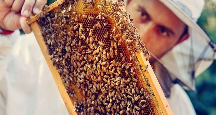 &Nu;έ&omicron; SOS &alpha;&pi;ό &tau;&eta;&nu; &Pi;&epsilon;&rho;&iota;&phi;έ&rho;&epsilon;&iota;&alpha; &Beta;&omicron;&rho;&epsilon;ί&omicron;&upsilon; &Alpha;&iota;&gamma;&alpha;ί&omicron;&upsilon; &gamma;&iota;&alpha; &tau;&eta; &sigma;&tau;ή&rho;&iota;&xi;&eta; &tau;&eta;&sigmaf; &mu;&epsilon;&lambda;&iota;&sigma;&sigma;&omicron;&kappa;&omicron;&mu;ί&alpha;&sigmaf; &sigma;&tau;&alpha; &nu;&eta;&sigma;&iota;ά