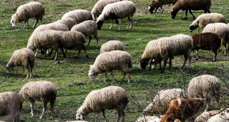 Λήμνος: Χάνονται οι πωλήσεις προβάτων εν όψει Χριστουγέννων; | Νέες απαγορεύσεις στο νησι εξαιτίας της ευλογιάς των προβάτων