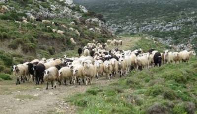 Ξεκίνησαν οι αιτήσεις Εξισωτικής Αποζημίωσης και η Απογραφή Ζωικού Κεφαλαίου 2014 για τους παραγωγούς της Λήμνου