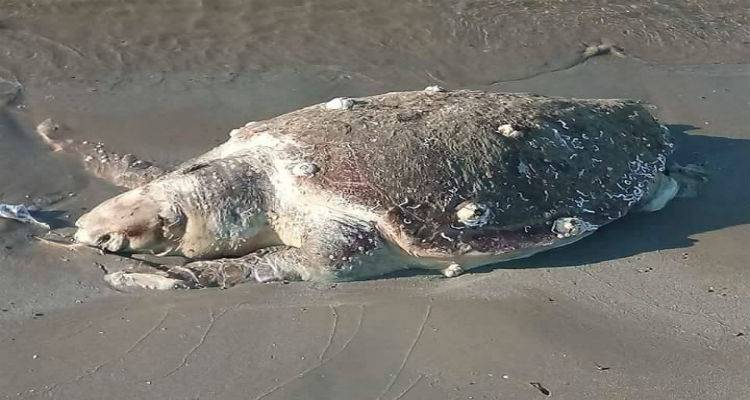 Νεκρή Καρέτα Καρέτα στον Κότσινα (photos)