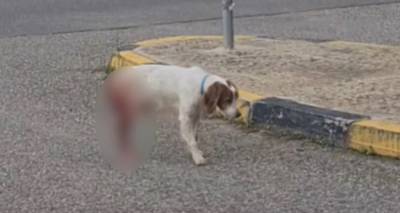 Ηλεία: Καταγγελία για βάναυση κακοποίηση σκύλου | Δίνει μάχη για να κρατηθεί στη ζωή