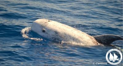 Σπάνιο είδος δελφινίου εντοπίστηκε στην τάφρο της Ικαρίας - Το σταχτοδέλφινο είναι το μεγαλύτερο στις ελληνικές θάλασσες