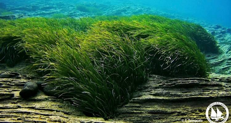 &Phi;&upsilon;&tau;&epsilon;ύ&omicron;&nu;&tau;&alpha;&sigmaf; &Upsilon;&pi;&omicron;&beta;&rho;ύ&chi;&iota;&omicron;&upsilon;&sigmaf; &Kappa;ή&pi;&omicron;&upsilon;&sigmaf; &Pi;&omicron;&sigma;&epsilon;&iota;&delta;&omega;&nu;ί&alpha;&sigmaf; - &mu;ί&alpha; &nu;έ&alpha; &kappa;&alpha;&iota;&nu;&omicron;&tau;ό&mu;&omicron;&sigmaf; &delta;&iota;&alpha;&delta;&iota;&kappa;&alpha;&sigma;ί&alpha; &phi;ύ&tau;&epsilon;&upsilon;&sigma;&eta;&sigmaf;