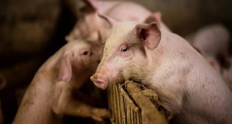 Επιβεβαιώθηκε κρούσμα αφρικανικής πανώλης των χοίρων στις Σέρρες