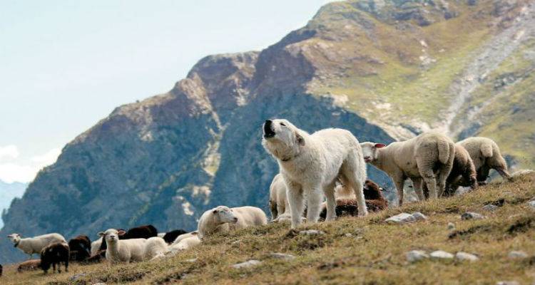 &Sigma;&kappa;&upsilon;&lambda;&iota;ά &sigma;&kappa;ό&tau;&omega;&sigma;&alpha;&nu; 15 &pi;&rho;ό&beta;&alpha;&tau;&alpha; &alpha;&pi;ό &kappa;&omicron;&pi;ά&delta;&iota; &sigma;&tau;&omicron; &Lambda;&iota;&beta;&alpha;&delta;&omicron;&chi;ώ&rho;&iota; | &Alpha;&nu;ά&sigma;&tau;&alpha;&tau;&omicron;&iota; &omicron;&iota; &kappa;&tau;&eta;&nu;&omicron;&tau;&rho;ό&phi;&omicron;&iota; &tau;&omicron;&upsilon; &chi;&omega;&rho;&iota;&omicron;ύ