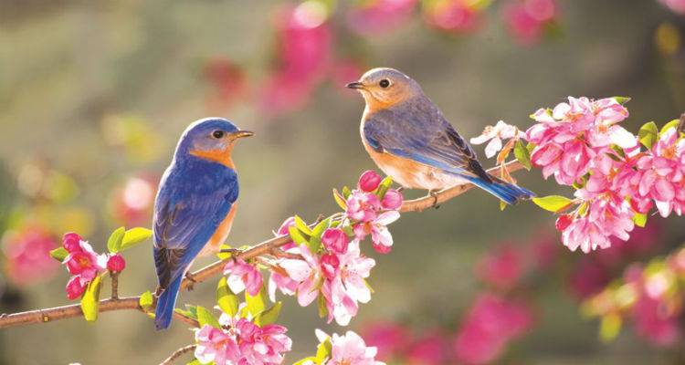 Από σήμερα αρχίζει και επίσημα η Άνοιξη