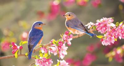 Από σήμερα αρχίζει και επίσημα η Άνοιξη