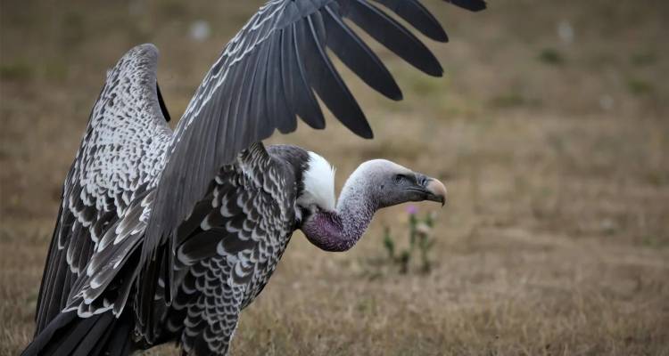 Το πτηνό που πετάει πιο ψηλά μπορεί να φτάσει τα 11.300 μέτρα και να αιωρείται για ώρες