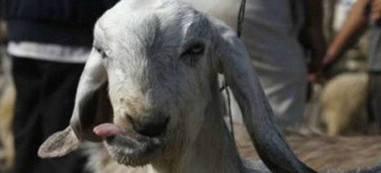 Σοκ: Γεννήθηκε κατσικάκι με οκτώ πόδια στη Λέσβο