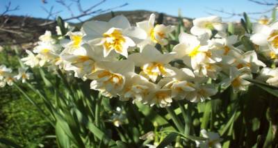 Λήμνος: Βγήκαν τα ζουμπούλια | Γιατί δεν πρέπει να τα κόβουμε