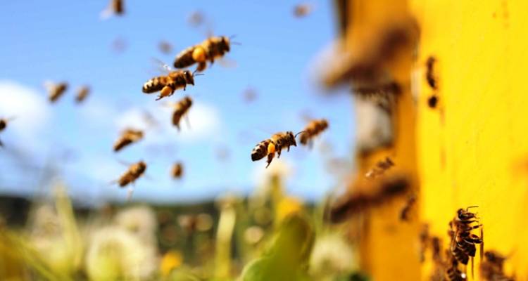 &Upsilon;&pi;&omicron;&chi;&rho;&epsilon;&omega;&tau;&iota;&kappa;ή &delta;ή&lambda;&omega;&sigma;&eta; &mu;&epsilon;&lambda;&iota;&sigma;&sigma;&omicron;&kappa;&omicron;&mu;&iota;&kappa;ώ&nu; &pi;&rho;&omicron;ϊό&nu;&tau;&omega;&nu; &sigma;&tau;&omicron; &Epsilon;&theta;&nu;&iota;&kappa;ό &Eta;&lambda;&epsilon;&kappa;&tau;&rho;&omicron;&nu;&iota;&kappa;ό &Mu;&eta;&tau;&rho;ώ&omicron;
