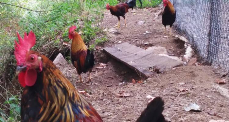&Beta;ί&gamma;&kappa;&alpha;&nu; &alpha;&kappa;&tau;&iota;&beta;ί&sigma;&tau;&rho;&iota;&epsilon;&sigmaf; &mu;&pi;&omicron;&upsilon;&kappa;ά&rho;&omicron;&upsilon;&nu; &sigma;&epsilon; &kappa;&omicron;&tau;έ&tau;&sigma;&iota;&alpha; &gamma;&iota;&alpha; &nu;&alpha; &sigma;ώ&sigma;&omicron;&upsilon;&nu; &tau;&iota;&sigmaf; &kappa;ό&tau;&epsilon;&sigmaf; &pi;&omicron;&upsilon; &tau;&iota;&sigmaf; &beta;&iota;ά&zeta;&omicron;&upsilon;&nu; &omicron;&iota; &kappa;ό&kappa;&omicron;&rho;&epsilon;&sigmaf; [&beta;ί&nu;&tau;&epsilon;&omicron;]