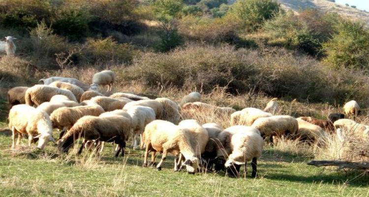 Έ&rho;&chi;&epsilon;&tau;&alpha;&iota; έ&lambda;&epsilon;&gamma;&chi;&omicron;&sigmaf; &alpha;&pi;&omicron;&gamma;&rho;&alpha;&phi;ή&sigmaf; &tau;&omicron;&upsilon; &zeta;&omega;&iota;&kappa;&omicron;ύ  &kappa;&epsilon;&phi;&alpha;&lambda;&alpha;ί&omicron;&upsilon; &sigma;&tau;&eta; &Lambda;ή&mu;&nu;&omicron;