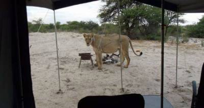 Κατασκηνωτές ξύπνησαν και βρήκαν λιοντάρια να γλύφουν το νερό από τη σκηνή τους (video)