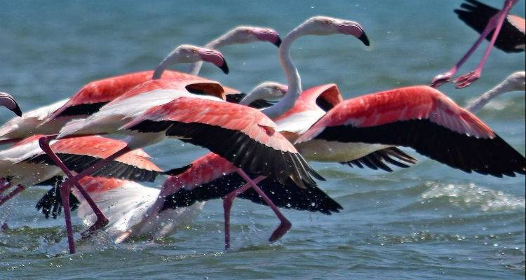 Παγκόσμια Ημέρα Ζώων: Οι… εορτάζοντες σε εικόνες