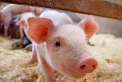 Ρεύμα από κοπριά παράγουν στην Ημαθία