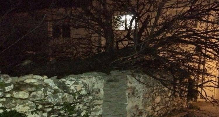 &Pi;&tau;ώ&sigma;&eta; &delta;έ&nu;&tau;&rho;&omicron;&upsilon; &sigma;&tau;&eta; &Mu;ύ&rho;&iota;&nu;&alpha; &epsilon;&xi;&alpha;&iota;&tau;ί&alpha;&sigmaf; &tau;&omega;&nu; &iota;&sigma;&chi;&upsilon;&rho;ώ&nu; &alpha;&nu;έ&mu;&omega;&nu; (photos)