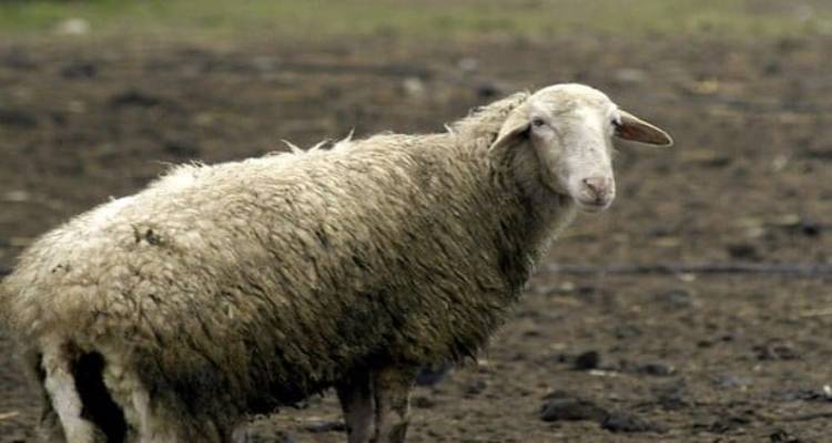 &Lambda;ή&mu;&nu;&omicron;&sigmaf;: &Pi;&lambda;&alpha;ί&sigma;&iota;&omicron; &kappa;&alpha;&iota; &chi;&rho;&omicron;&nu;&omicron;&delta;&iota;ά&gamma;&rho;&alpha;&mu;&mu;&alpha; &lambda;ύ&sigma;&epsilon;&omega;&nu; &zeta;&eta;&tau;&omicron;ύ&nu; &omicron;&iota; &alpha;&gamma;&rho;ό&tau;&epsilon;&sigmaf; | &Pi;&rho;&omicron;&gamma;&rho;&alpha;&mu;&mu;&alpha;&tau;ί&zeta;&omicron;&nu;&tau;&alpha;&iota; &mu;&epsilon;&tau;&alpha;&kappa;&iota;&nu;ή&sigma;&epsilon;&iota;&sigmaf; &kappa;&tau;&eta;&nu;&iota;ά&tau;&rho;&omega;&nu; &alpha;&pi;ό &tau;&eta; &Lambda;έ&sigma;&beta;&omicron;