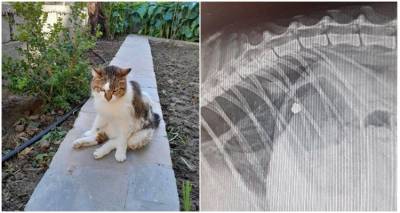 &Lambda;ή&mu;&nu;&omicron;&sigmaf;: &Gamma;ά&tau;&alpha; έ&mu;&epsilon;&iota;&nu;&epsilon; &pi;&alpha;&rho;ά&lambda;&upsilon;&tau;&eta; &alpha;&phi;&omicron;ύ &pi;&upsilon;&rho;&omicron;&beta;&omicron;&lambda;ή&theta;&eta;&kappa;&epsilon; &mu;&epsilon; &alpha;&epsilon;&rho;&omicron;&beta;ό&lambda;&omicron; | Έ&kappa;&kappa;&lambda;&eta;&sigma;&eta; &gamma;&iota;&alpha; &tau;&alpha; έ&xi;&omicron;&delta;&alpha;