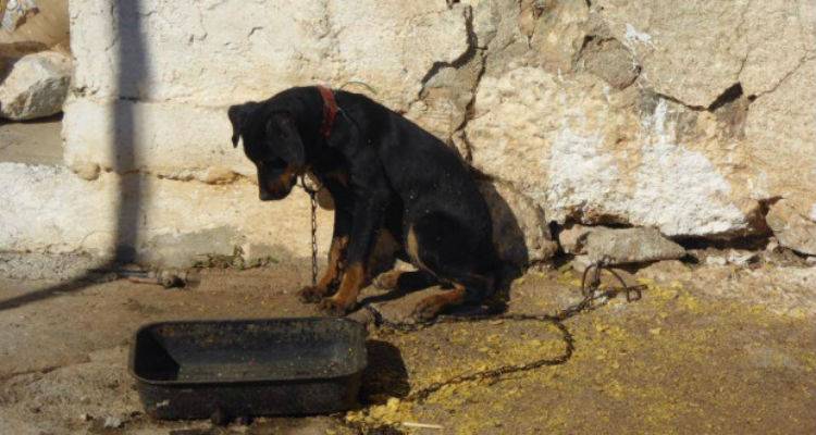Λήμνος: Σκυλί δεμένο σε απόμακρη περιοχή χωρίς νερό και τροφή