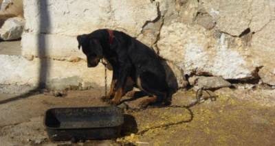 Λήμνος: Σκυλί δεμένο σε απόμακρη περιοχή χωρίς νερό και τροφή