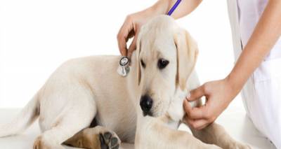 &Iota;&delta;&iota;ώ&tau;&eta; &kappa;&tau;&eta;&nu;ί&alpha;&tau;&rho;&omicron; &zeta;&eta;&tau;ά &omicron; &Delta;ή&mu;&omicron;&sigmaf; &Lambda;ή&mu;&nu;&omicron;&upsilon;