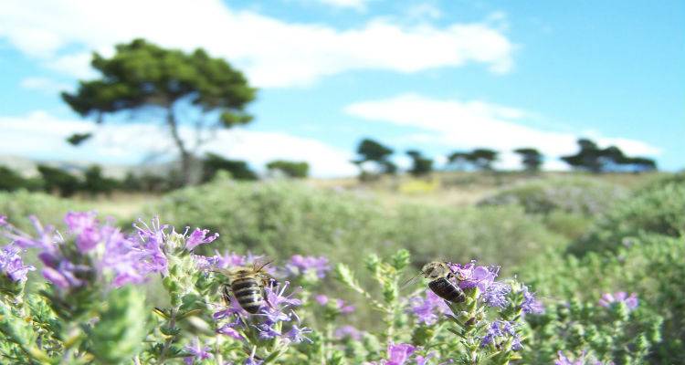Ερώτηση στη Βουλή μετά την καταγγελία του Μελισσοκομικού Συνεταιρισμού Λήμνου για συστηματική προσπάθεια αφανισμού των θυμαρότοπων
