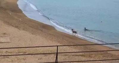 &Lambda;ή&mu;&nu;&omicron;&sigmaf;: &Delta;ύ&omicron; &epsilon;&lambda;&alpha;&phi;ά&kappa;&iota;&alpha; &alpha;&pi;&omicron;&lambda;&alpha;&mu;&beta;ά&nu;&omicron;&upsilon;&nu; &tau;&omicron; &mu;&pi;ά&nu;&iota;&omicron; &tau;&omicron;&upsilon;&sigmaf; (video)