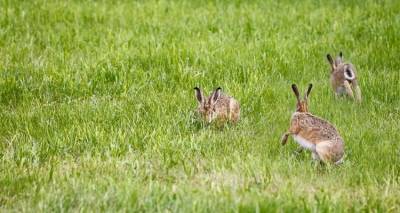 &Kappa;&rho;&alpha;&nu;ί&omicron;&upsilon; &tau;ό&pi;&omicron;&sigmaf; &omicron;&iota; &alpha;&gamma;&rho;&omicron;&tau;&iota;&kappa;έ&sigmaf; &epsilon;&kappa;&tau;ά&sigma;&epsilon;&iota;&sigmaf; &sigma;&tau;&eta; &Lambda;ή&mu;&nu;&omicron; &epsilon;&xi;&alpha;&iota;&tau;ί&alpha;&sigmaf; &tau;&omega;&nu; &alpha;&gamma;&rho;&iota;&omicron;&kappa;&omicron;ύ&nu;&epsilon;&lambda;&omega;&nu;;