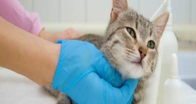 &Omicron; &Delta;ή&mu;&omicron;&sigmaf; &Lambda;ή&mu;&nu;&omicron;&upsilon; &omicron;&lambda;&omicron;&kappa;&lambda;ή&rho;&omega;&sigma;&epsilon; &nu;έ&omicron; &kappa;ύ&kappa;&lambda;&omicron; &sigma;&tau;&epsilon;&iota;&rho;ώ&sigma;&epsilon;&omega;&nu; &sigma;&epsilon; 170 &alpha;&delta;έ&sigma;&pi;&omicron;&tau;&epsilon;&sigmaf; &gamma;ά&tau;&epsilon;&sigmaf;