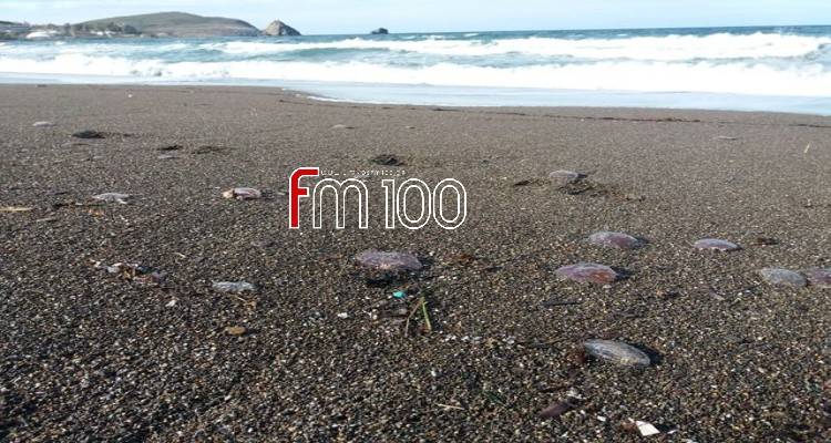 Λήμνος: Γέμισε μέδουσες η παραλία του Αυλώνα (photos)