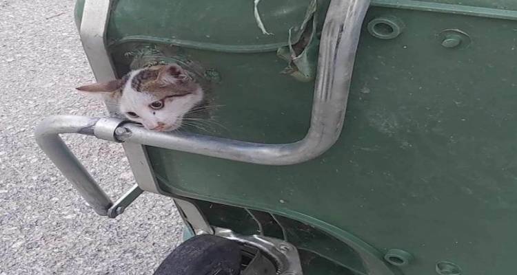 Λήμνος: Γάτα εγκλωβίστηκε σε τρύπα μεταλλικού κάδου | Παρενέβη η Πυροσβεστική