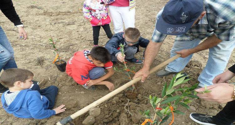 Δεντροφύτευση στον ελαιώνα του κτήματος «Μητρόπολη» από τα παιδιά του Ειδικού Σχολείου Καλλιθέας (photos)