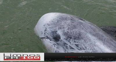 &Epsilon;&pi;&iota;&chi;&epsilon;ί&rho;&eta;&sigma;&eta; &delta;&iota;ά&sigma;&omega;&sigma;&eta;&sigmaf; &sigma;&pi;ά&nu;&iota;&omicron;&upsilon; &delta;&epsilon;&lambda;&phi;&iota;&nu;&iota;&omicron;ύ &sigma;&tau;&omicron;&nu; &Kappa;ό&tau;&sigma;&iota;&nu;&alpha; (photo + video)