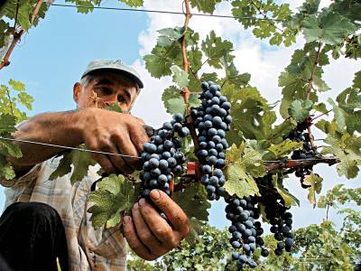 Πιστώθηκαν οι προκαταβολές στους μεγαλοπαραγωγούς του φετινού τρυγητού