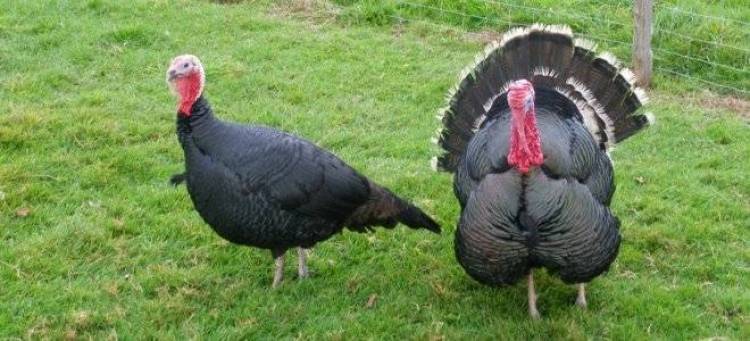 &Sigma;&epsilon; &delta;&eta;&lambda;&eta;&tau;&eta;&rho;ί&alpha;&sigma;&eta; &alpha;&pi;&omicron;&delta;ί&delta;&epsilon;&tau;&alpha;&iota; &omicron; &theta;ά&nu;&alpha;&tau;&omicron;&sigmaf; &tau;&omega;&nu; &zeta;ώ&omega;&nu; &sigma;&tau;&eta; &alpha;&nu;&alpha;&tau;&omicron;&lambda;&iota;&kappa;ή &Lambda;ή&mu;&nu;&omicron;