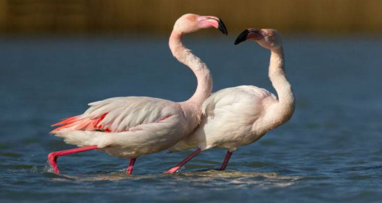 &Lambda;&iota;&gamma;&nu;ά &kappa;&omicron;&rho;ί&tau;&sigma;&iota;&alpha; &sigma;&tau;&omicron; &gamma;&iota;&alpha;&lambda;ό &mu;&alpha;&zeta;&epsilon;ύ&omicron;&upsilon;&nu;&epsilon; &tau;&rsquo; &alpha;&lambda;ά&tau;&iota; &tau;&eta;&sigmaf; &Lambda;ή&mu;&nu;&omicron;&upsilon;